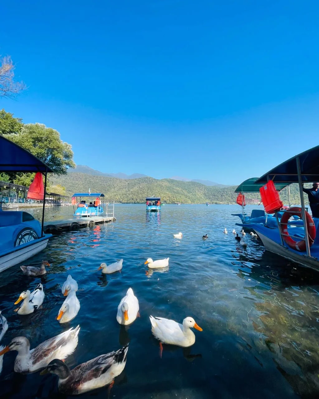 Lake with ducks and pedal boats